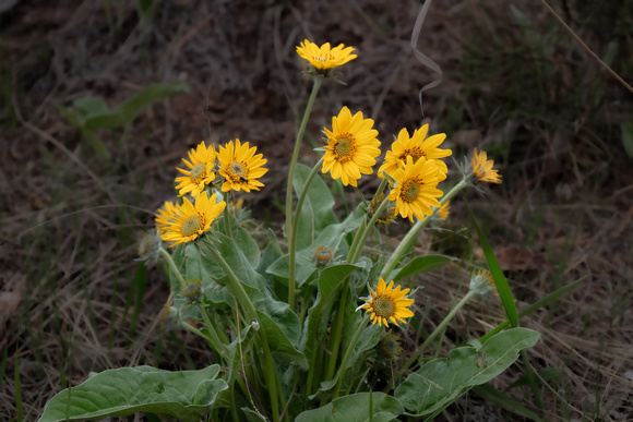 442-Saddle Road Balsamroot