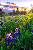 447-Lupine Sundown