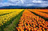 377-Orange & Yellow Paths to the Cascades