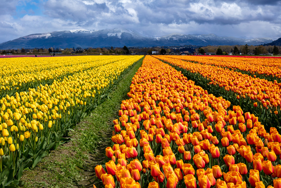 377-Orange & Yellow Paths to the Cascades