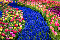 342-A River of Hyacinths