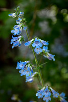 450-Penstemon by the Creek