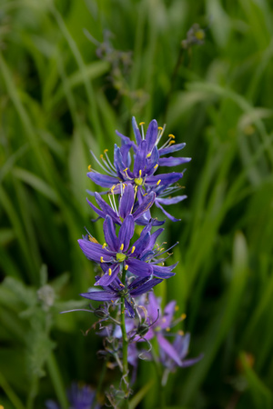 395-Single Camas Close Up