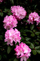 355-Five Rhododendron Bouquets