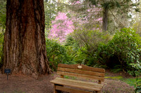 374-A Bench by the Giant Sequoia