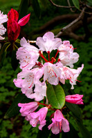 361-Pacific Big Leaf Rhododendron