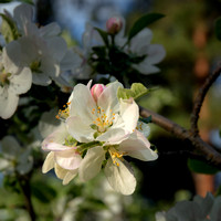 439-Apple Blossom in the Wild