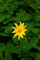 438-Heartleaf Arnica