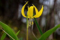 440-Glacier Lily