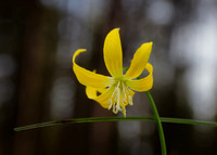 441-Second Glacier Lily