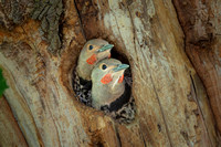 456-Two Flicker Chicks